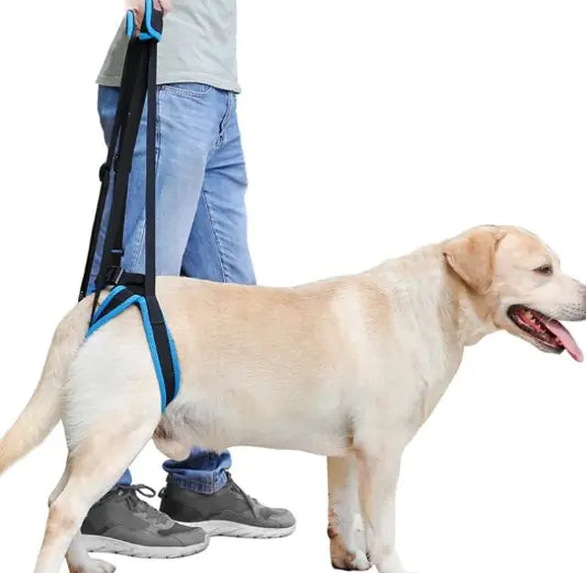 Pet Leg Support